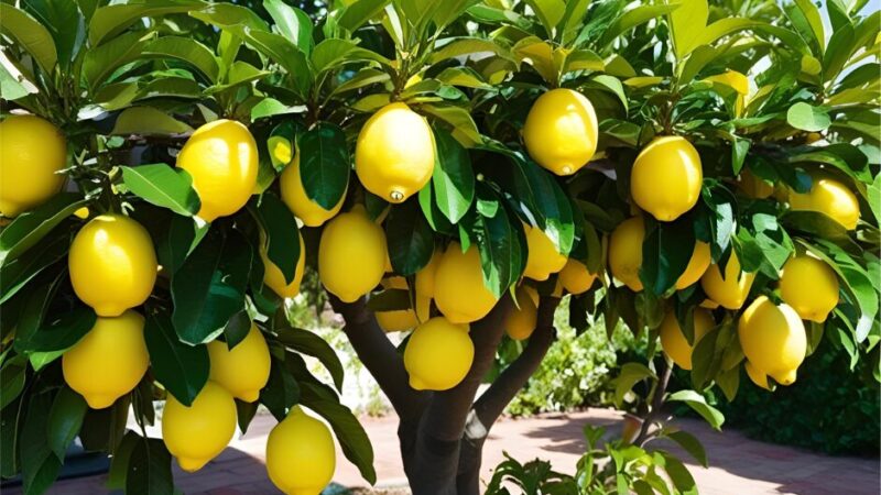 🍋 How to Grow a Lemon Tree in a Pot: 10 Easy Tips for Juicy Success